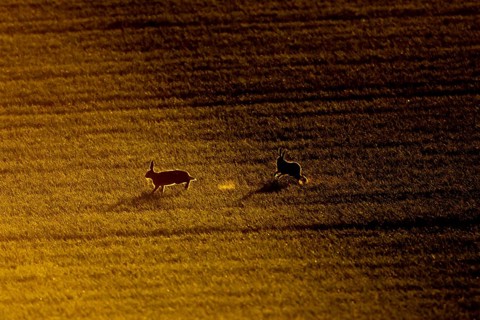 European brown hare (Lepus europaeus) silhouette of two adult animals running in a farmland field