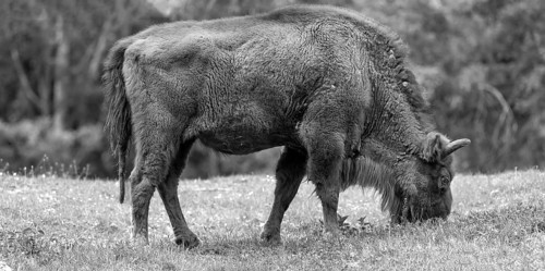 European bison (Bison bonasus) grazing, wildlife park, Bavaria, Germany