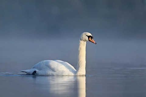 Mute swan (Cygnus olor), swimming in the morning light on the Flachsee, nature reserve, Reusstal,