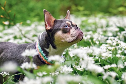 Lilac orange tan French Bulldog dog between white wild garlic flowers in forest