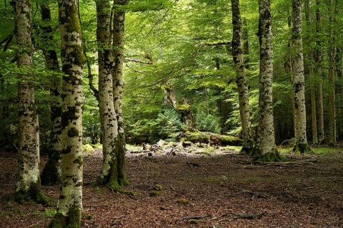 Forest in Ordesa y Monte Perdido National Park, Spain