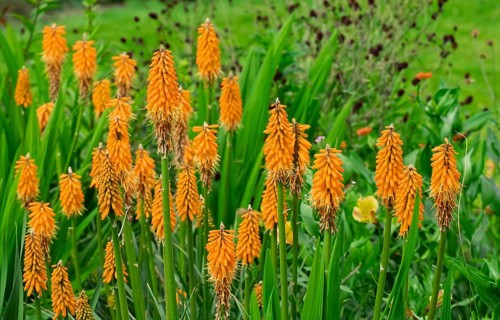 Torch lily (Kniphofia), also known as rocket flower, Netherlands