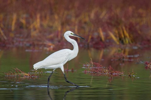 Little Egret (Egretta garzetta) foraging, Croatia