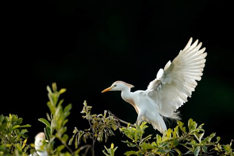 Western Cattle Egret (Bubulcus ibis), Lombardy, Italy