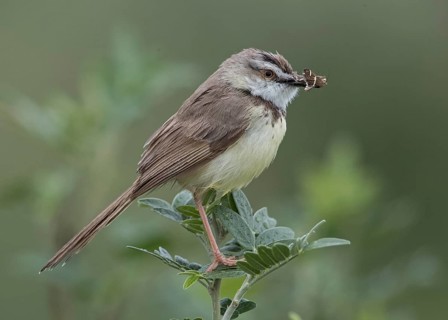 Black-chested Prinia (Prinia flavicans) perched on a branch with insect in beak, Namibia