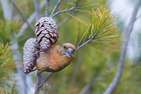 Common Crossbill - Fichtenkreuzschnabel - Loxia curvirostra ssp. polyogyna, Morocoo, adult male