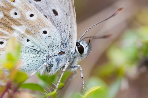 Polyommatus coridon - Chalk-hill Blue - Silbergrüner Bläuling, Switzerland (Ticino), imago