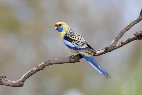 Yellow Rosella (Platycercus elegans flaveolus) male, Victoria, Australia