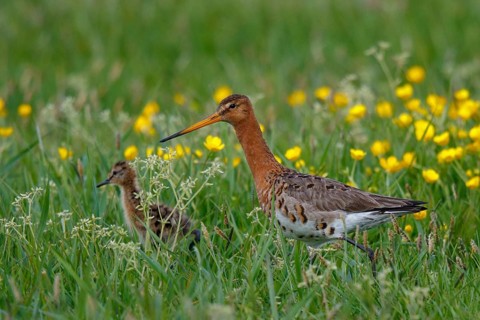 Black-tailed Godwit (Limosa limosa) with chick, Netherlands