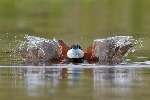 Ruddy Duck (Oxyura jamaicensis) male, British Columbia, Canada