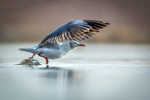 Grey-headed Gull (Chroicocephalus cirrocephalus) taking flight, Gauteng, South Africa