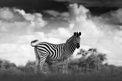 Black and white art photo. Zebra with dark storm sky. Burchell's zebra, Equus quagga burchellii,