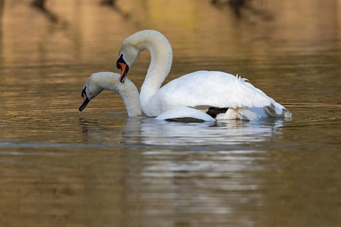 Mute Swan (Cygnus olor) pair mating, Baden-Wuerttemberg, Germany