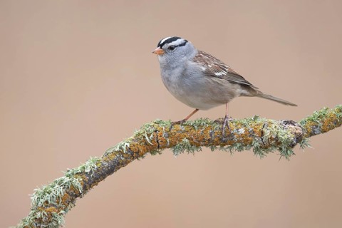White-crowned Sparrow (Zonotrichia leucophrys) perched on branch, California, USA