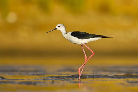 Black-winged Stilt (Himantopus himantopus) male foraging, North Rhine-Westphalia, Germany