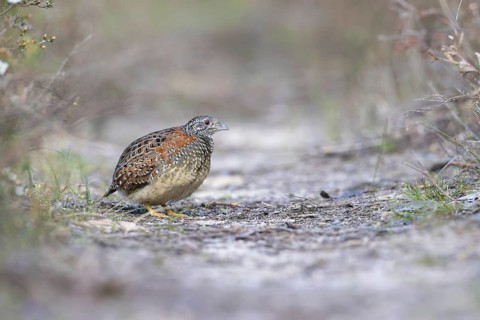 Painted Buttonquail (Turnix varius) female perched on the ground, Victoria, Australia
