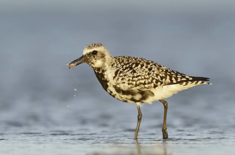 Grey Plover (Pluvialis squatarola), Texas, USA