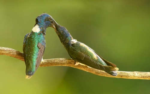 MännlicheViolettkronennymphe bei der Fütterung (Thalurania colombica)
