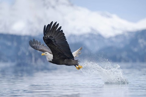 Bald Eagle (Haliaeetus leucocephalus) hunting, with fish prey in its claws, Alaska, USA