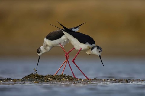 Black-winged Stilt (Himantopus himantopus) pair at nest, North Rhine-Westphalia, Germany