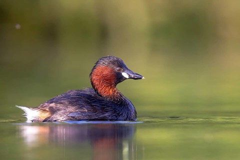 Little Grebe (Tachybaptus ruficollis), North Rhine-Westphalia, Germany