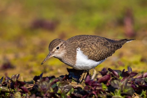 Common Sandpiper (Actitis hypoleucos), North Rhine-Westphalia, Germany