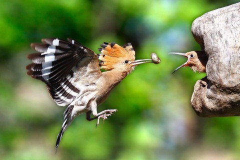 Eurasian Hoopoe (Upupa epops) feeding chick in breeding cavity, Saxony-Anhalt, Germany