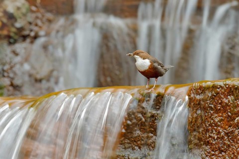 White-throated Dipper, Cinclus cinclus, brown bird with white throat in the river, waterfall in the
