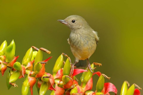 Glossy Flowerpiercer, Diglossa lafresnayii, female, bird with curved bill sitting on the orange red