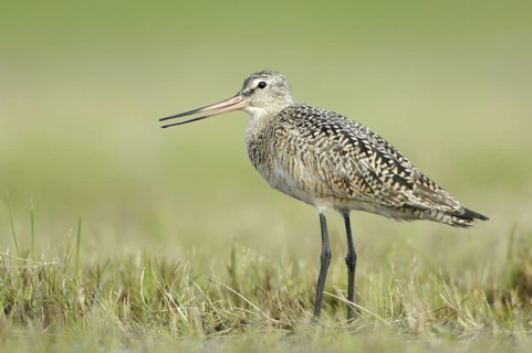 Marbled Godwit (Limosa fedoa), Texas, USA