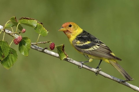 Western Tanager (Piranga ludoviciana) male, Texas, USA