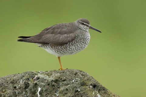 Wandering Tattler (Tringa incana), Alaska, USA
