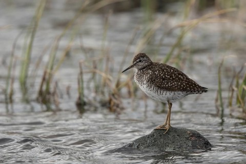 Wood Sandpiper (Tringa glareola), Dalarna, Sweden