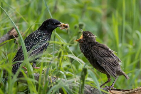 Common Starling (Sturnus vulgaris) feeding young on the ground, Hesse, Germany