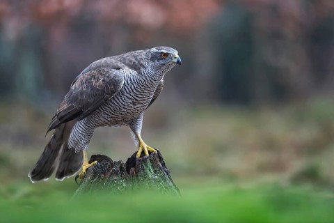 Northern Goshawk (Accipiter gentilis) female, Netherlands