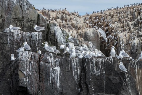Black-Legged Kittiwake (Rissa tridactyla), on a cliff, Farne Islands, United Kingdom