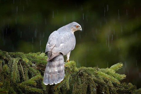Bird of prey Eurasian sparrowhawk, Accipiter nisus, sitting on spruce tree during heavy rain in the