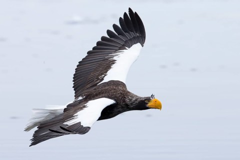Steller's Sea Eagle (Haliaeetus pelagicus) flying, Hokkaido, Japan