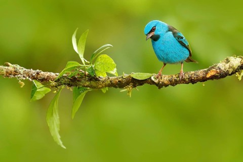 Blue Dacnis, Dacnis cayana, exotic tropic cute tanager with yellow leg, Costa Rica. Blue songbird