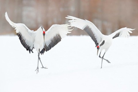 Dancing pair of Red-crowned crane with open wing in flight, with snow storm, Hokkaido, Japan. Bird