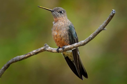 Giant hummingbird, Patagona gigas, bird sitting von the branch in the nature mountain habitat,