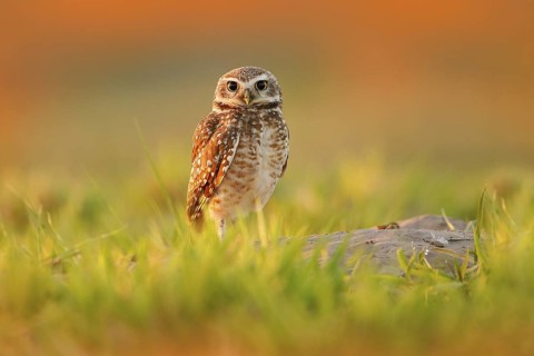 Burrowing Owl, Athene cunicularia, night bird with beautiful evening sun, animal in the nature