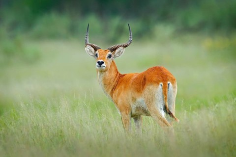 Kobus vardonii, Puku, animal walking in the water during hot day with blue sky. Forest mammal in