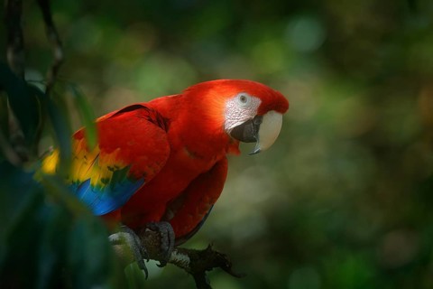 Red parrot Scarlet Macaw, Ara macao, bird sitting on the branch with food, Amazon, Brazil. Wildlife