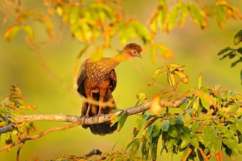 Guan bird, morning sunrise in the tropic forest. Detail portrait of Crested Guan, Penelope