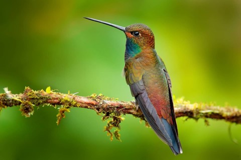 Hummingbird in flight, green forest nature habitat, White-tailed Hillstar, Urochroa bougueri,
