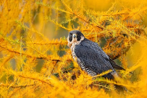 Peregrine Falcon in yellow autumn larch tree . Bird of prey Peregrine Falcon sitting in orange