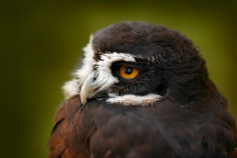 Spectacled Owl, Pulsatrix perspicillata, big owl in the nature habitat, detail close-up portrait,