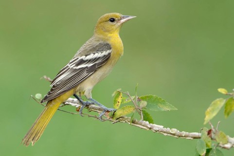 Baltimore Oriole (Icterus galbula) female, Texas, USA