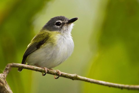 Short-tailed Pygmy Tyrant (Myiornis ecaudatus), Manu National Park, Peru